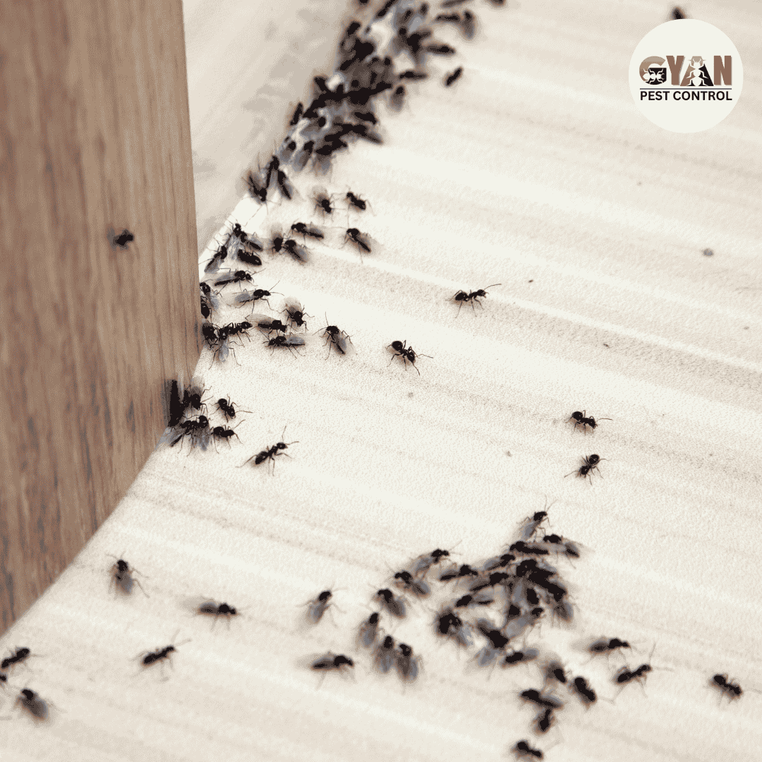 Ants Control